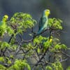 Wild Yellow-faced Parrotlets perch in a leafy tree