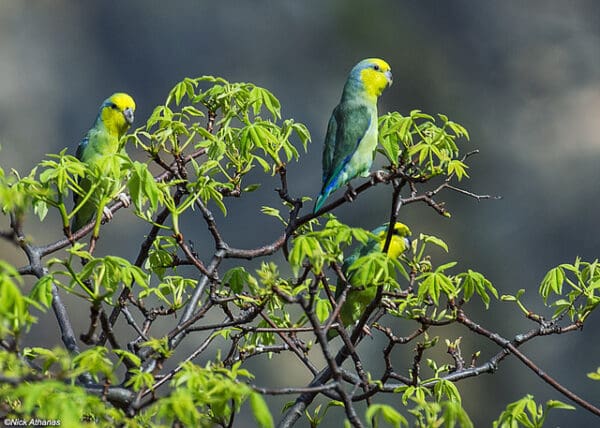 Wild Yellow-faced Parrotlets perch in a leafy tree