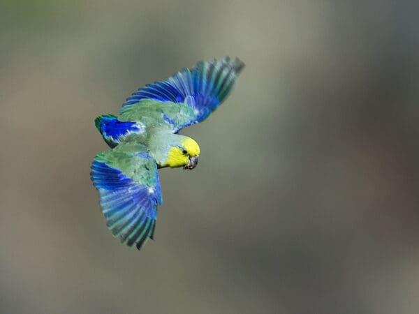 A wild Yellow-faced Parrotlet glides