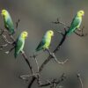 Wild Yellow-faced Parrotlets perch in a bare tree