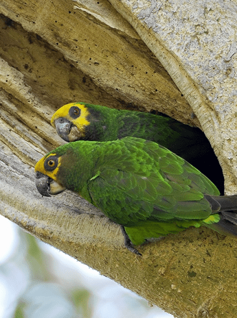 Wild Yellow-fronted Parrots perch at a nest cavity