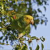 A feral Yellow-headed Amazon perches in a tree