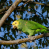 A feral Yellow-headed Amazon perches on a branch