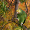 A feral Yellow-headed Amazon feeds on berries