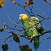 A feral Yellow-headed Amazon stretches its wings in a tree