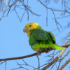 A feral Yellow-headed Amazon perches in a tree