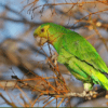 A feral Yellow-headed Amazon feeds on berries