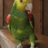 A companion Yellow-headed Amazon perches on a shelf