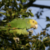 A feral Yellow-headed Amazon feeds in a tree