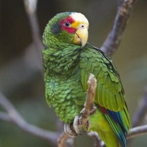 A male Yellow-lored Amazon perches on a branch