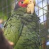 A male Yellow-lored Amazon perches in an enclosure