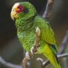 A male Yellow-lored Amazon perches on a branch