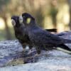 Wild Yellow-tailed Black Cockatoos perch on a boulder