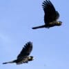 Wild Yellow-tailed Black Cockatoos soar in the sky