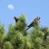 Wild Yellow-tailed Black Cockatoos feed atop a tree