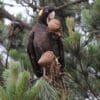 A wild Yellow-tailed Black Cockatoo feeds on a cone