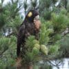 A wild Yellow-tailed Black Cockatoo feeds on a cone