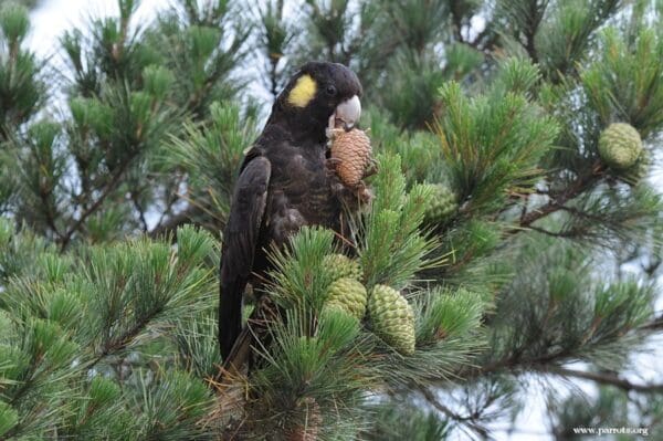 A wild Yellow-tailed Black Cockatoo feeds on a cone