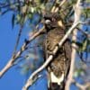 A wild male Yellow-tailed Black Cockatoo clings to a branch