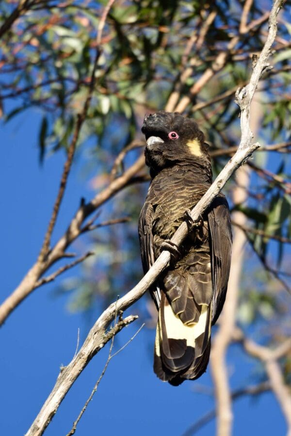 A wild male Yellow-tailed Black Cockatoo clings to a branch