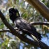 A wild male Yellow-tailed Black Cockatoo perches on a branch