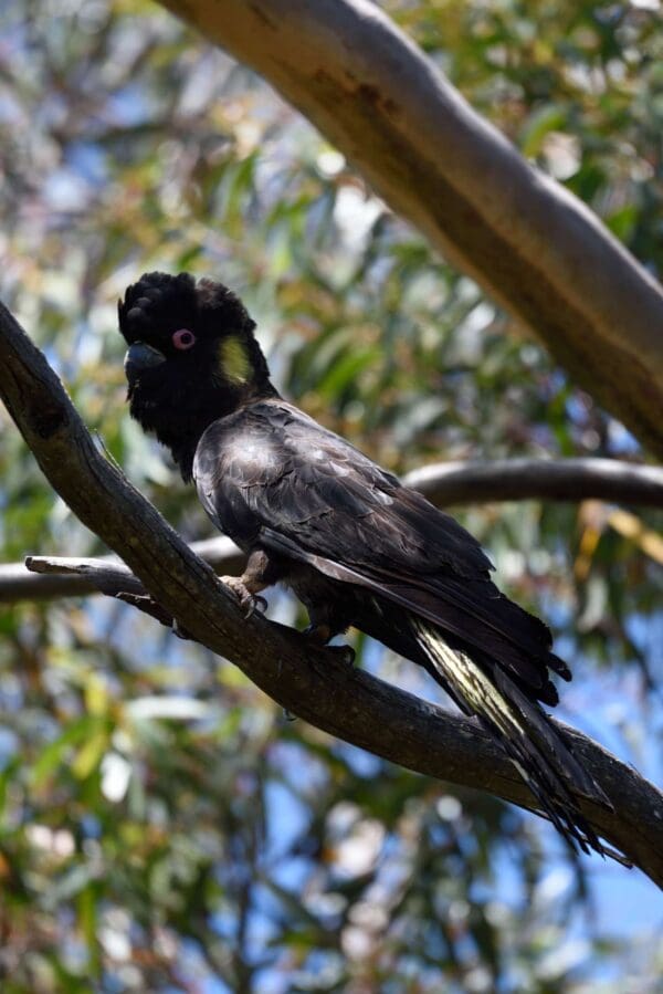 A wild male Yellow-tailed Black Cockatoo perches on a branch