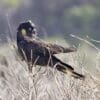 A wild Yellow-tailed Black Cockatoo perches on thin branches