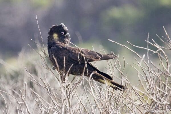 A wild Yellow-tailed Black Cockatoo perches on thin branches