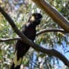 A wild male Yellow-tailed Black Cockatoo perches on a limb