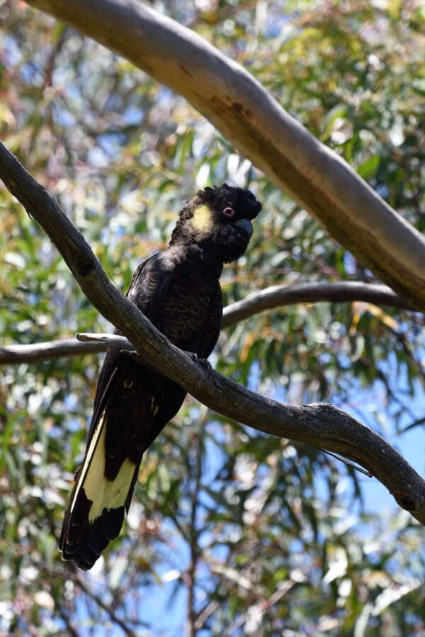 A wild male Yellow-tailed Black Cockatoo perches on a limb