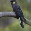 A wild Yellow-tailed Black Cockatoo perches on a limb