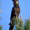 A wild Yellow-tailed Black Cockatoo perches atop a tree