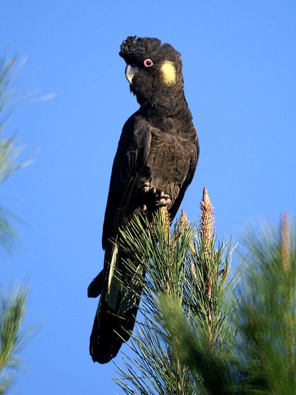 A wild Yellow-tailed Black Cockatoo perches atop a tree