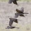 A small flock of wild Yellow-tailed Black Cockatoos flies