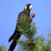 A wild Yellow-tailed Black Cockatoo feeds on a conelet