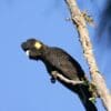 A wild Yellow-tailed Black Cockatoo perches on a twig