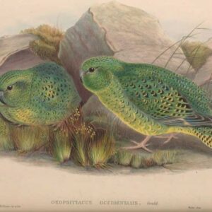 An illustration depicts Night Parrots