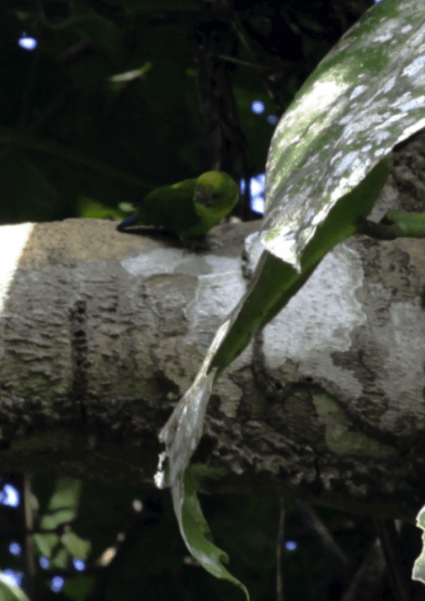 A wild Yellow-capped Pygmy Parrot perches on a large limb