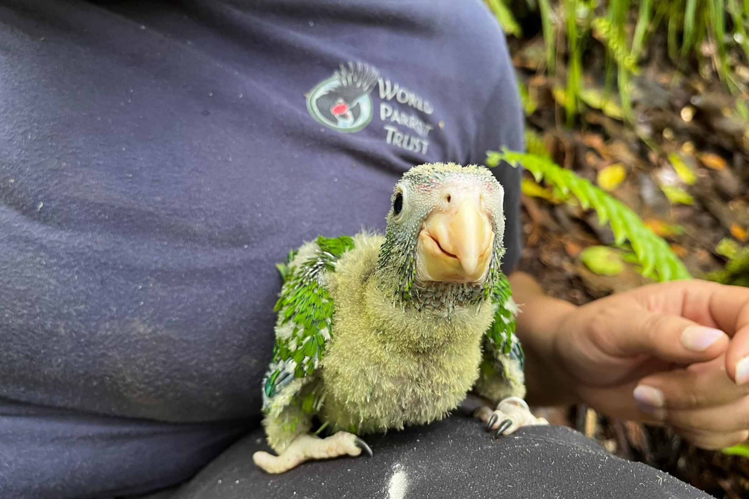 Be Their Hero! Support efforts that protect parrots.