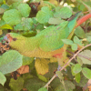 A wild Slender-billed Conure feeds on berries