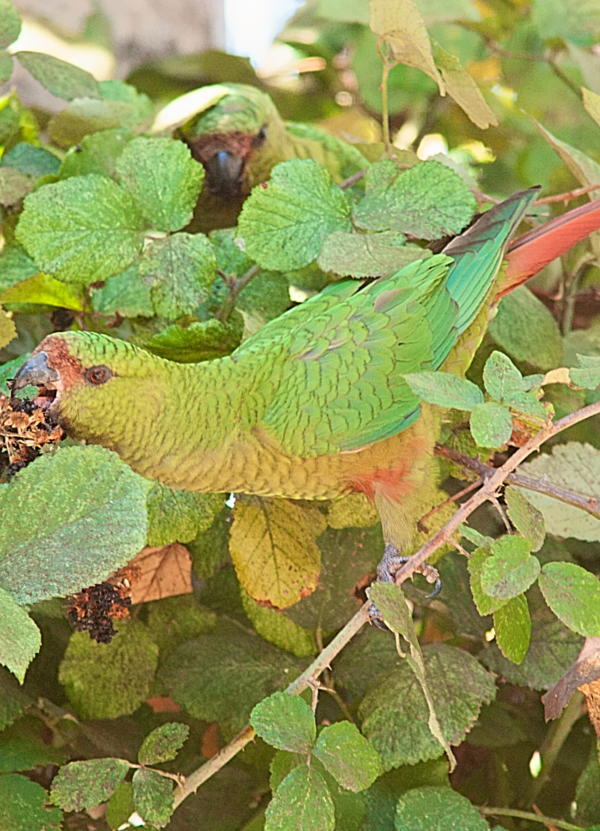 A wild Slender-billed Conure feeds on berries