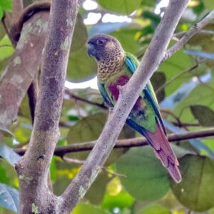 A wild Bonaparte's Conure perches on a limb