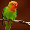 A Lilian's Lovebird perches on a branch