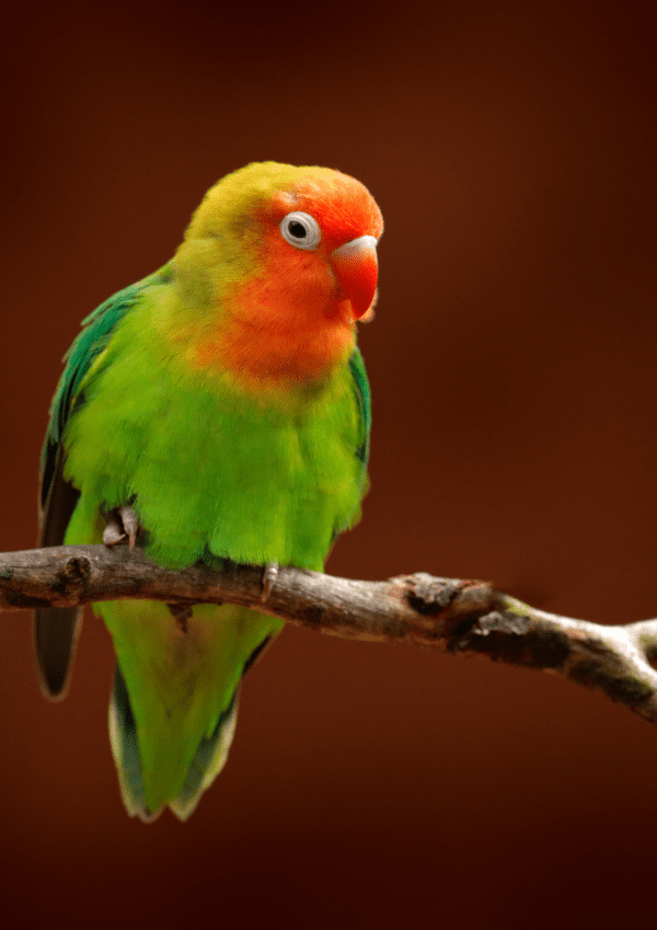 A Lilian's Lovebird perches on a branch