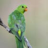 A wild female Red-winged Parrot perches on a branch