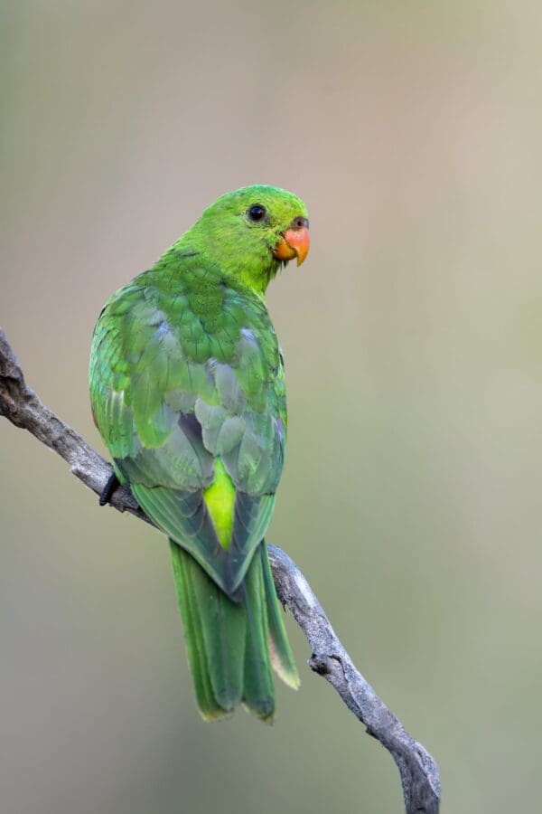 A wild female Red-winged Parrot perches on a branch