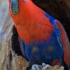 A female Papuan Eclectus perches at the entrance of a nest cavity