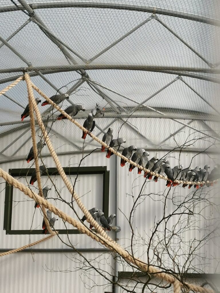 Rescued Grey Parrots perch on ropes in the indoor area of the Kiwa Centre