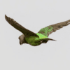 A wild Niam-niam Parrot flies away from the camera
