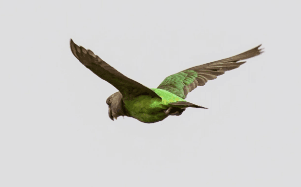 A wild Niam-niam Parrot flies away from the camera